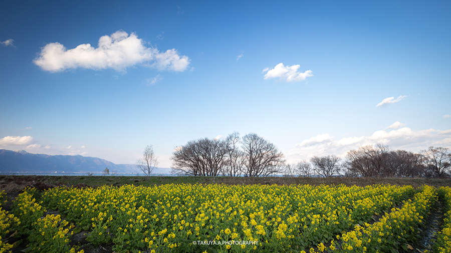滋賀県の絶景 守山第一なぎさ公園の菜の花