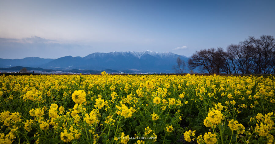 滋賀県の絶景 守山第一なぎさ公園の菜の花を一眼で撮影ー雪山と菜の花のコントラスト 一眼絶景 Ichigan Zekkei