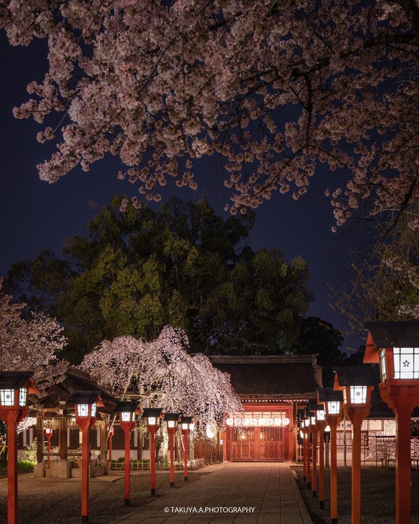 京都府の絶景 平野神社の魁桜