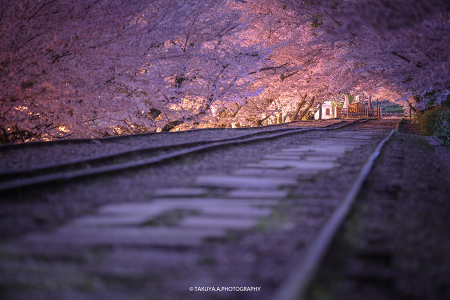 京都府の絶景 蹴上インクラインの夜桜