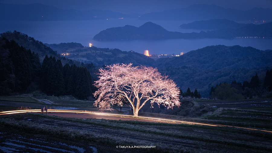 京都府の絶景 松尾の一本桜