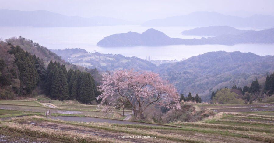 京都府の絶景 松尾の一本桜