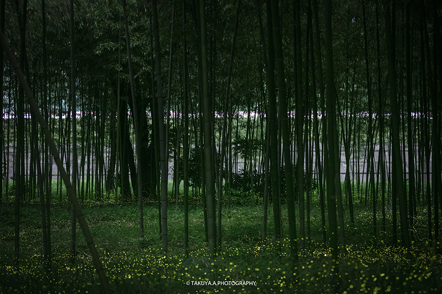 岐阜県の絶景 竹林広場公園のヒメボタル