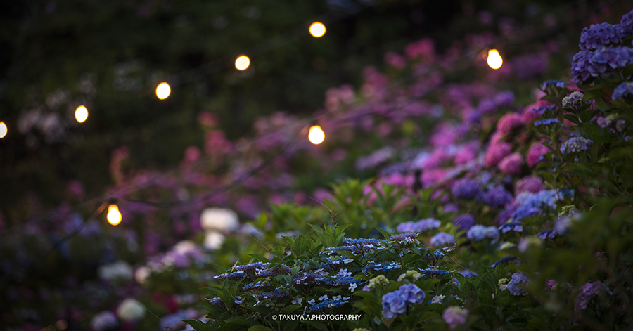 愛知県の絶景 形原温泉あじさいの里の紫陽花