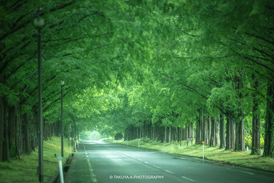 滋賀県の絶景 メタセコイア並木の新緑