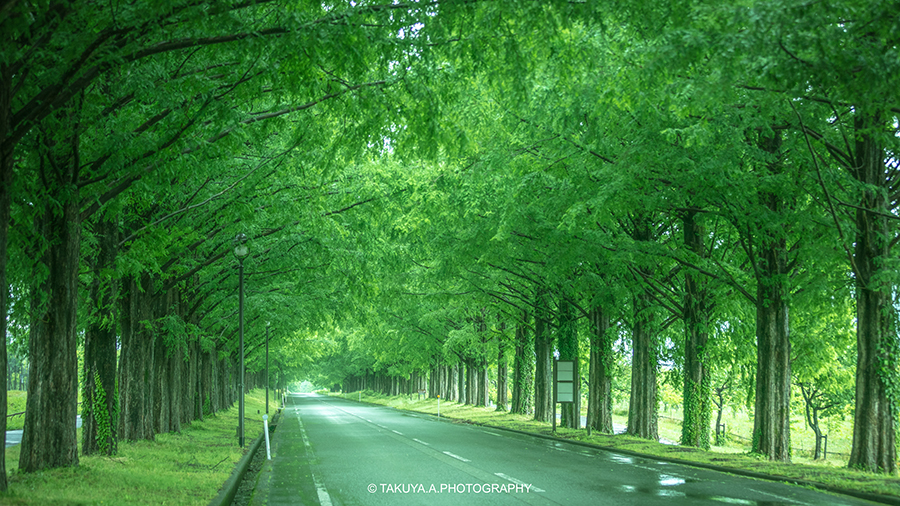 滋賀県の絶景 メタセコイア並木の新緑