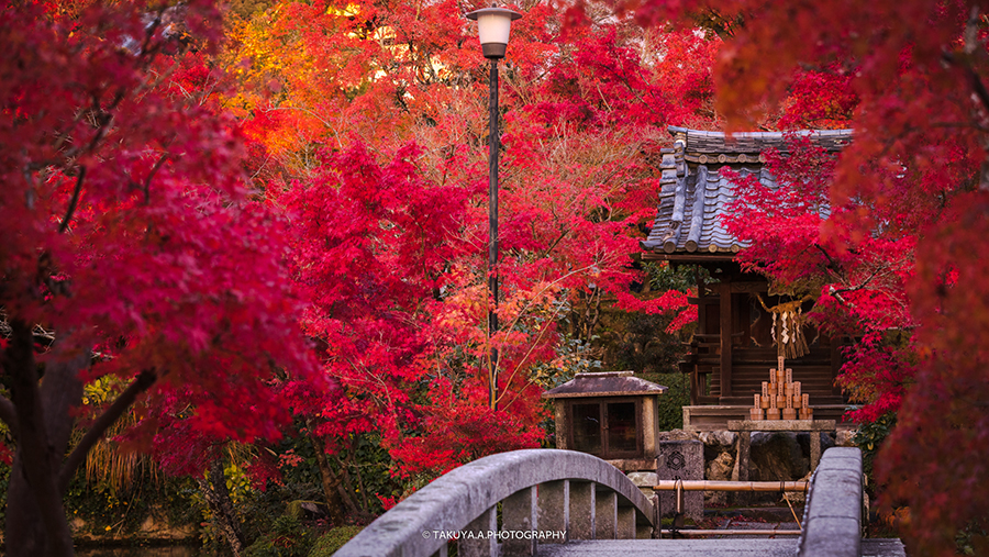 京都府の絶景 永観堂の紅葉