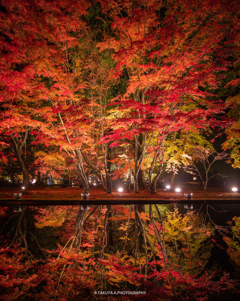 岐阜県の絶景 曽木公園の紅葉ライトアップ