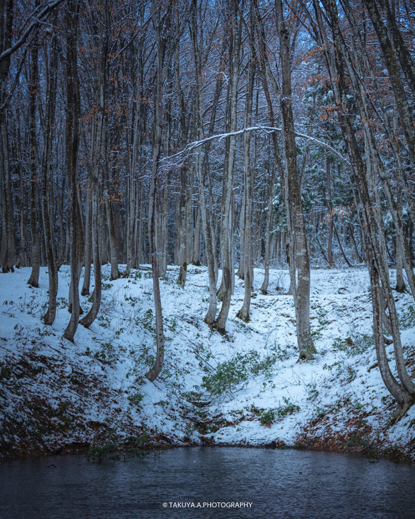 新潟県の絶景 美人林の雪景色