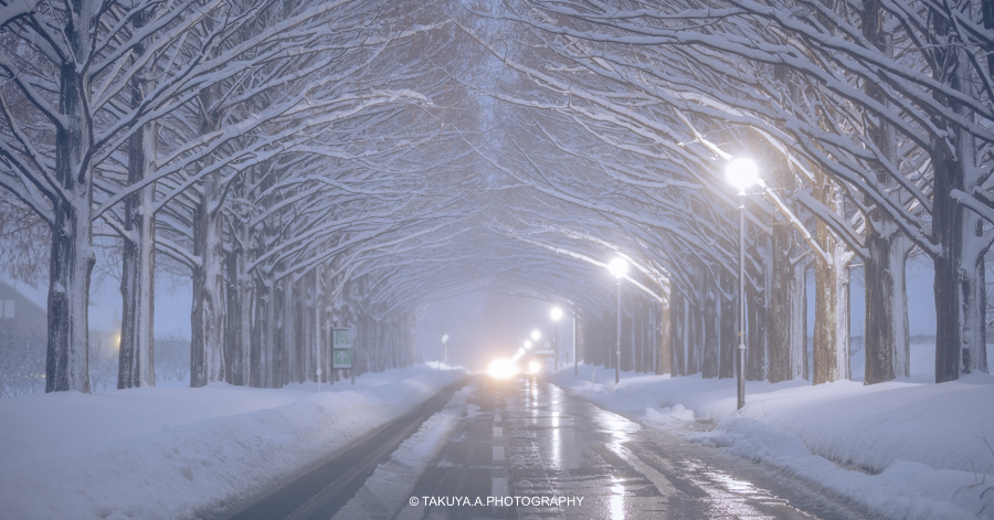滋賀県の絶景 メタセコイア並木の雪景色