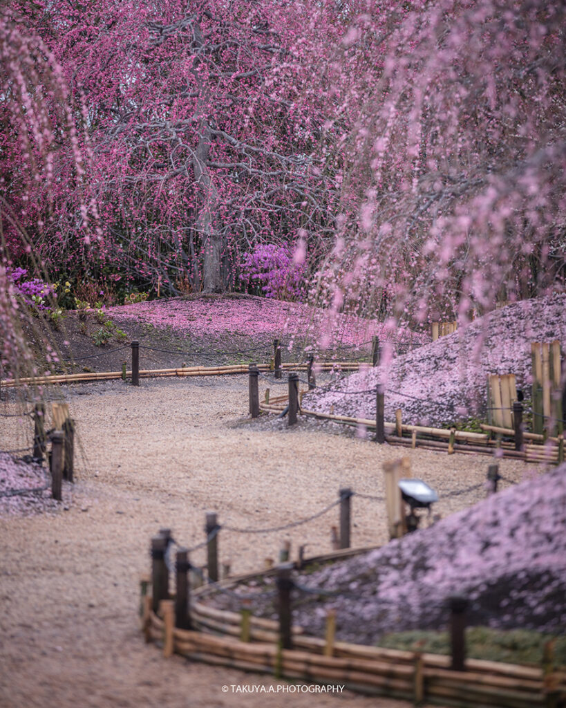 三重県の絶景 鈴鹿の森庭園の梅