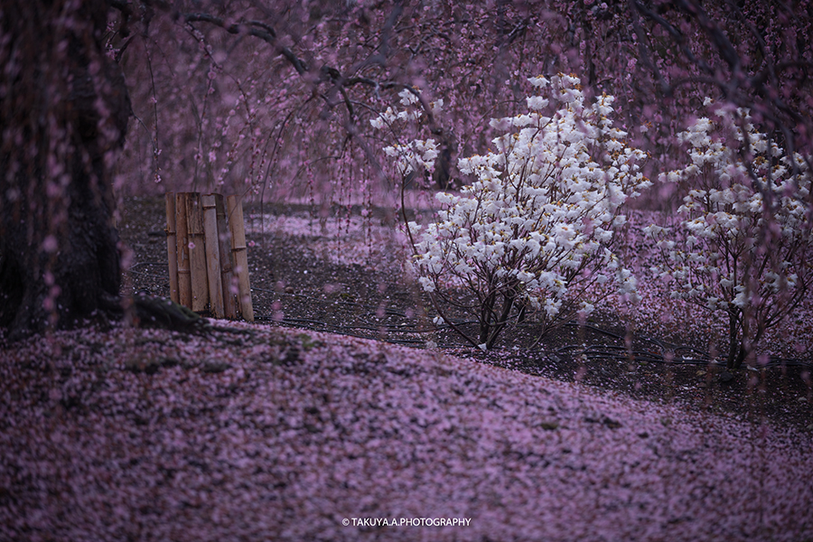 三重県の絶景 鈴鹿の森庭園の梅