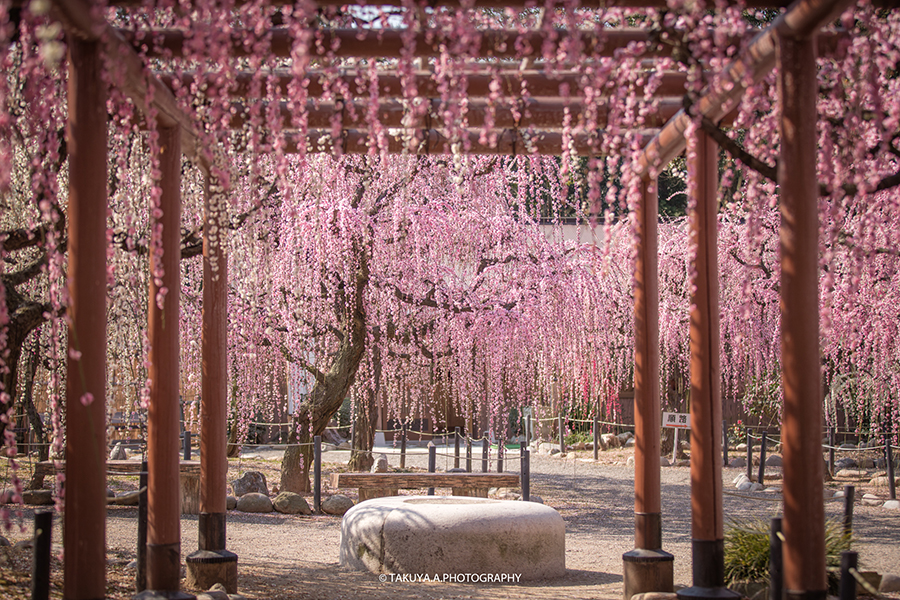三重県の絶景 結城神社の梅