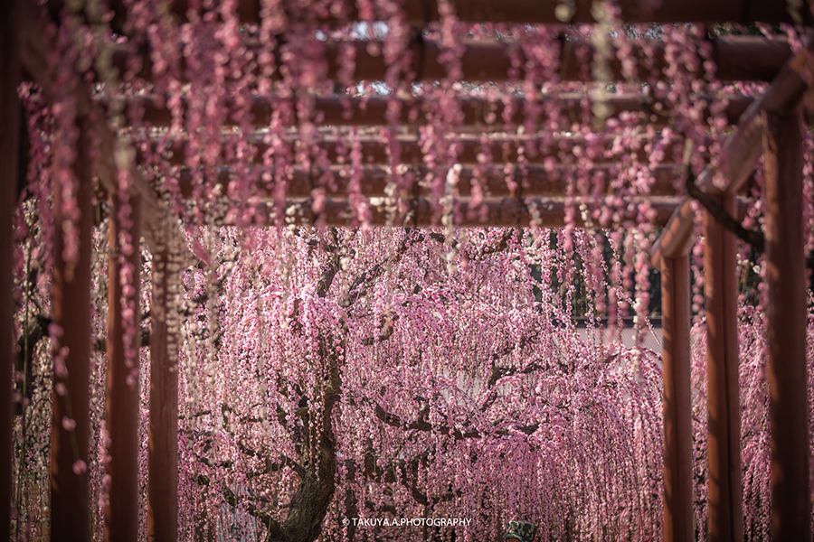 三重県の絶景 結城神社の梅