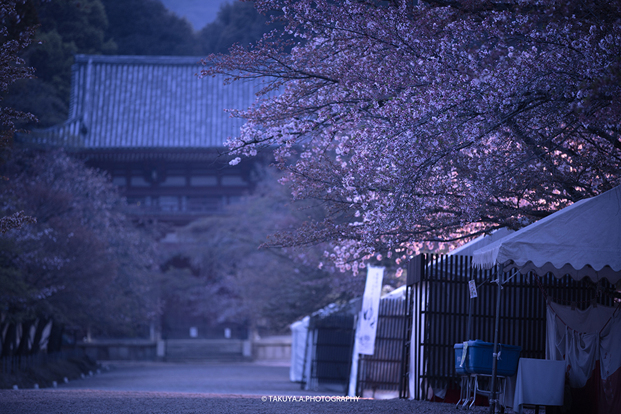 京都府の絶景 醍醐寺の桜