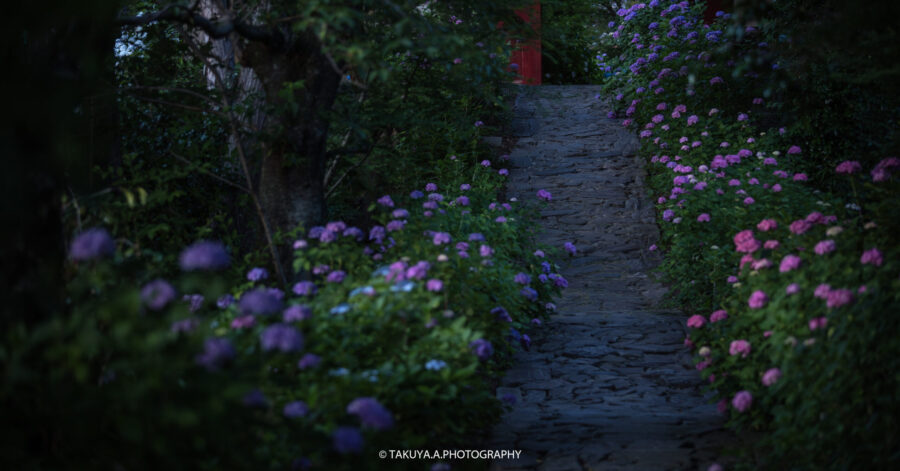 愛知県の絶景 本光寺の紫陽花