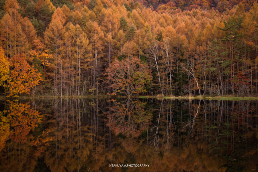 長野県の絶景 御射鹿池の紅葉を一眼で撮影 黄金色に輝く神秘の池 一眼絶景 Ichigan Zekkei