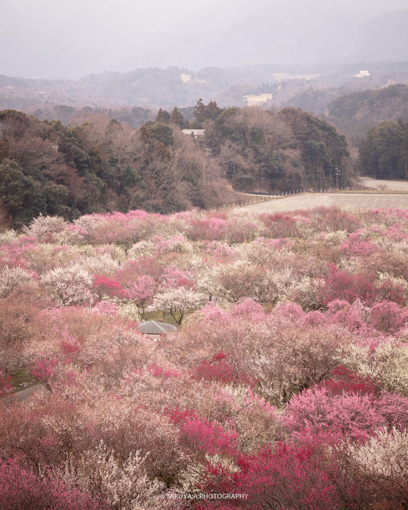三重県の絶景 いなべ市梅林公園の梅