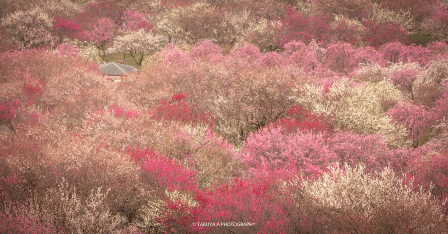 三重県の絶景 いなべ市梅林公園の梅を一眼で撮影 モフモフ梅林絶景 一眼絶景 Ichigan Zekkei