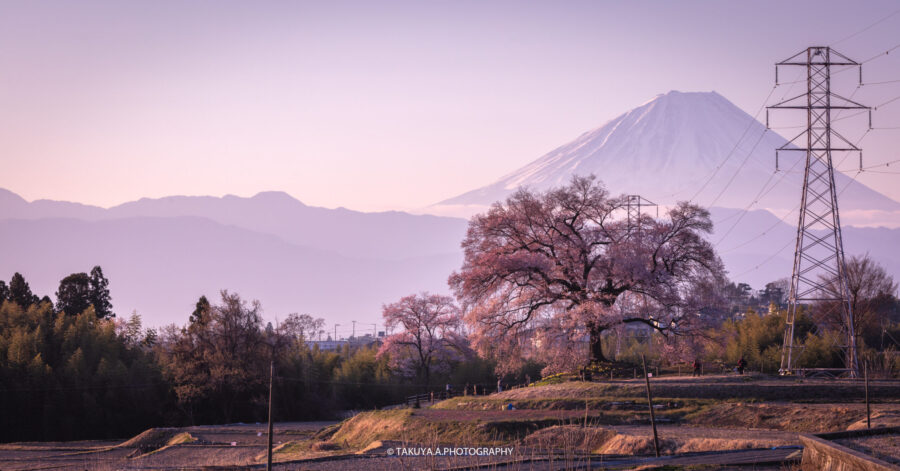 山梨県の絶景 わに塚の桜を一眼で撮影 富士山 八ヶ岳を背景に撮る美しい一本桜 一眼絶景 Ichigan Zekkei