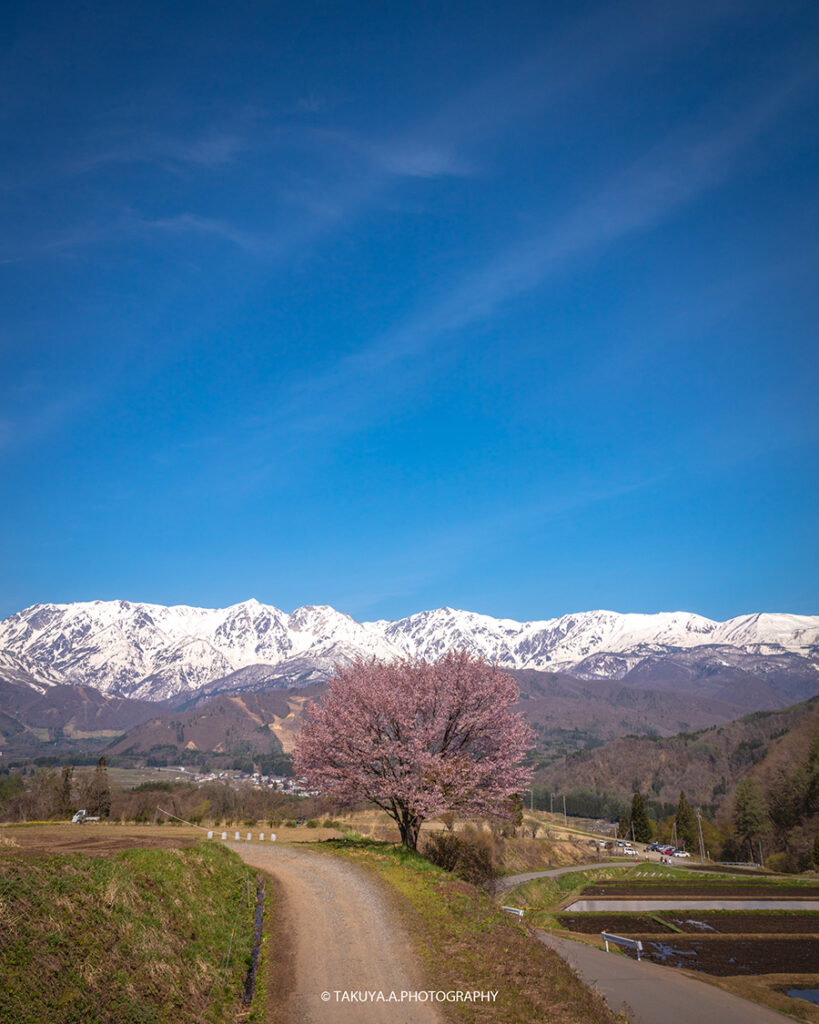 長野県の絶景 野平の一本桜