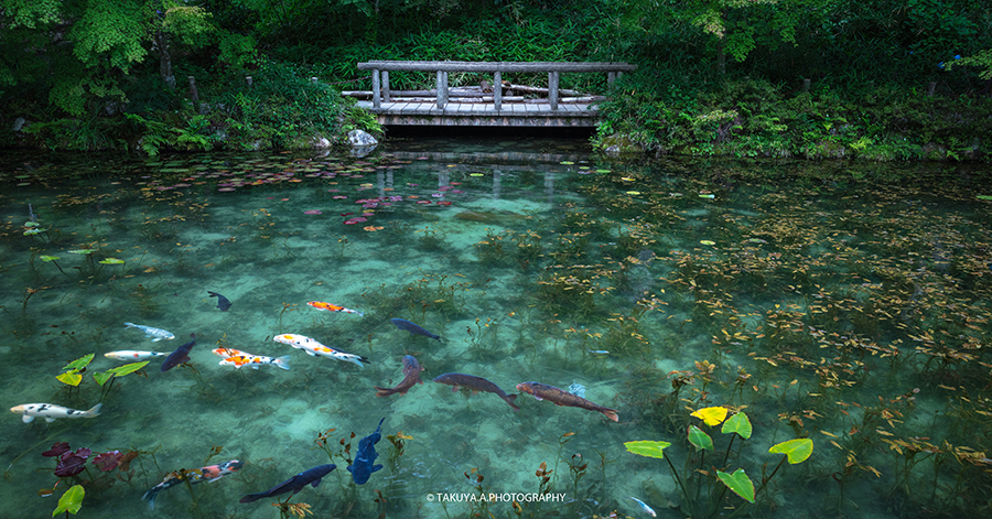 岐阜県の絶景 モネの池の睡蓮と紫陽花