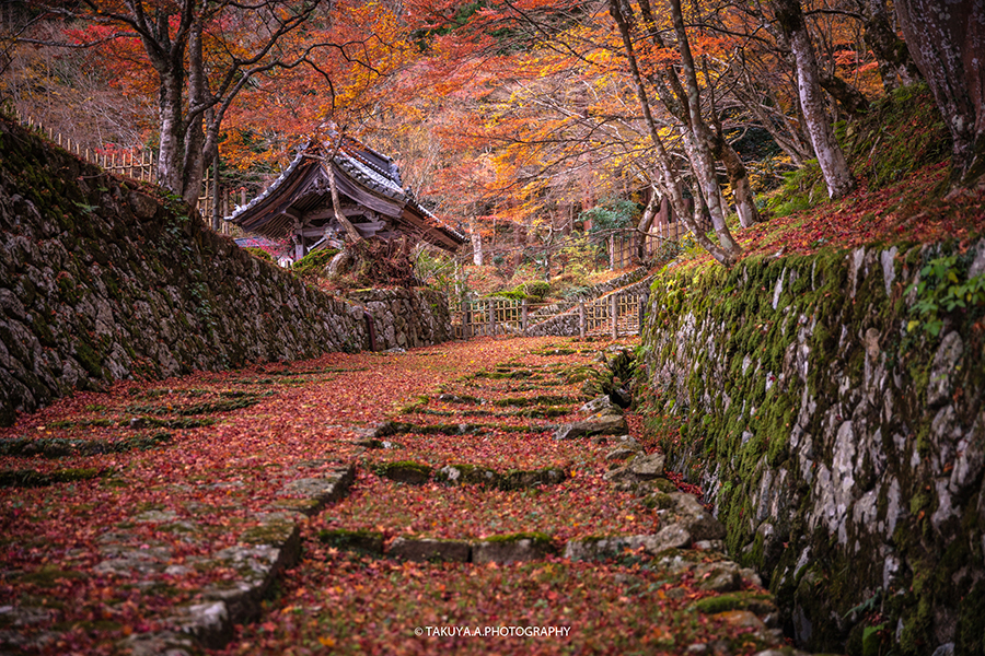 滋賀県の絶景 百済寺の散紅葉