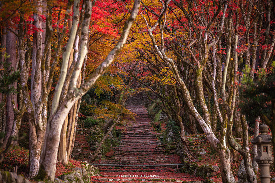 滋賀県の絶景 鶏足寺の散紅葉