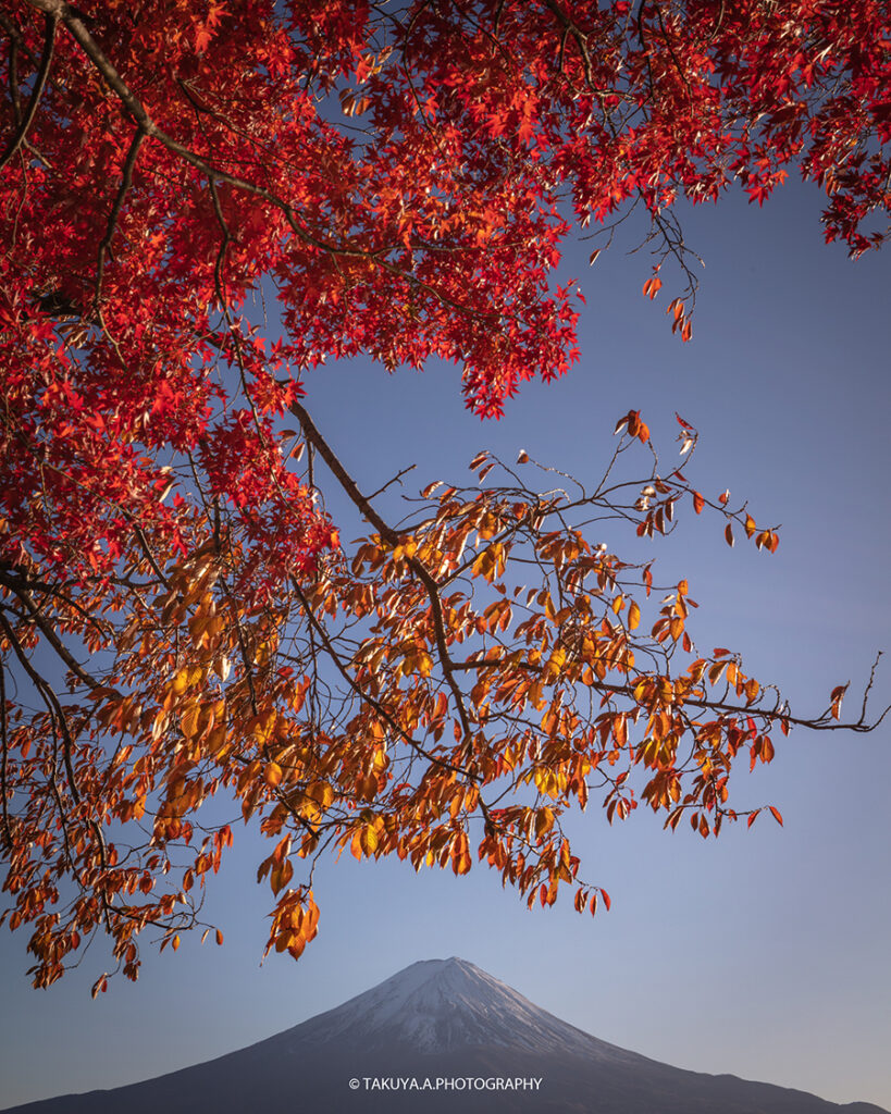 山梨県の絶景 精進湖の富士山と紅葉