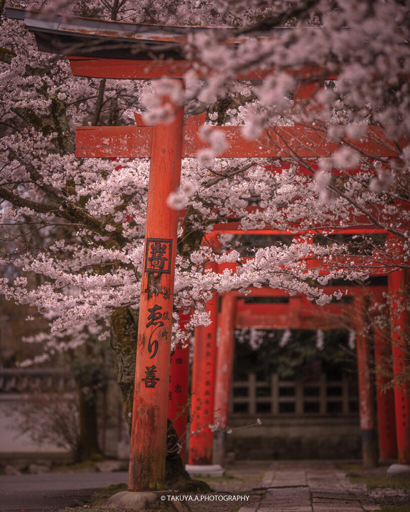 京都府の絶景 竹中稲荷神社の桜