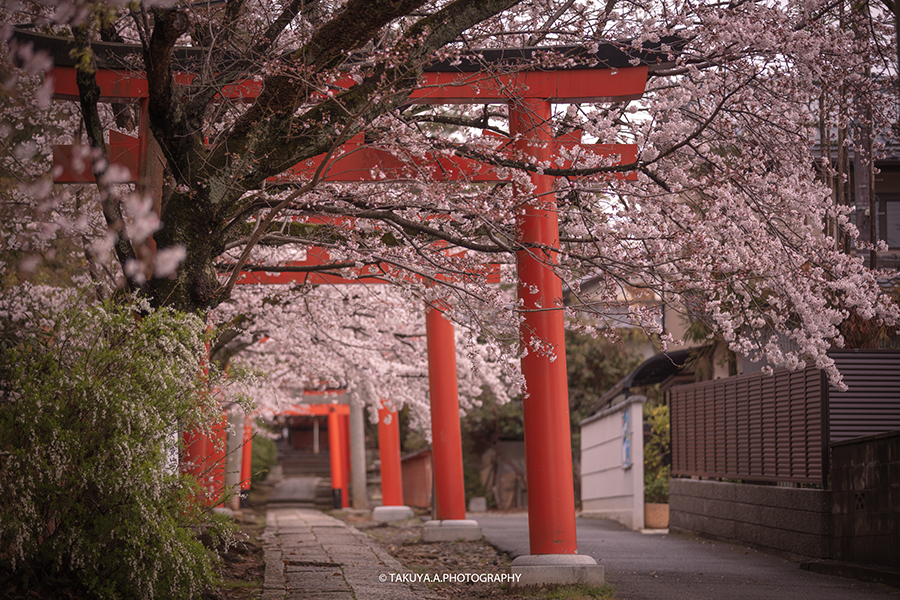 京都府の絶景 竹中稲荷神社の桜