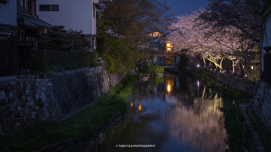 滋賀県の絶景 八幡堀の桜