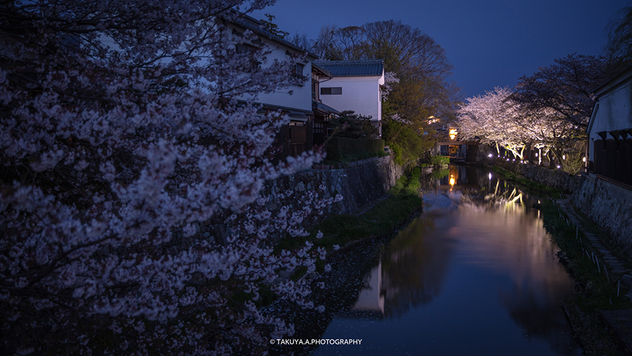 滋賀県の絶景 八幡堀の桜