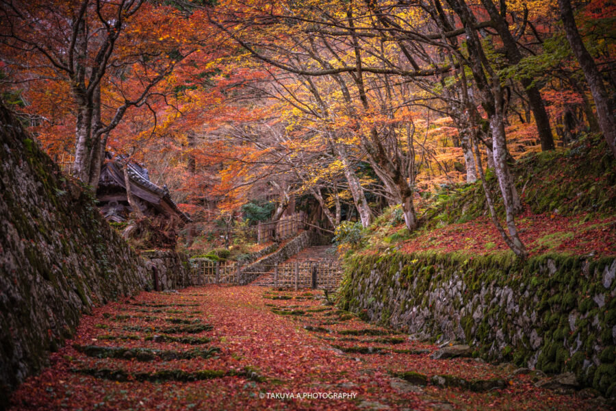 滋賀県の絶景 百済寺の散紅葉を一眼で撮影 苔むした石垣と散紅葉 一眼絶景 Ichigan Zekkei