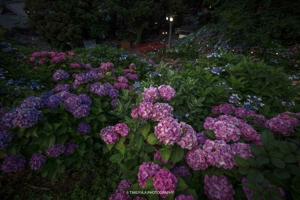 愛知県の絶景 形原温泉あじさいの里の紫陽花