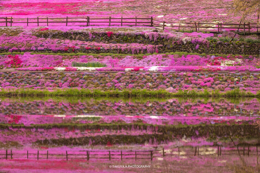 岐阜県の絶景 國田家の芝桜を一眼で撮影 おばあちゃんが育てた壮大な芝桜 一眼絶景 Ichigan Zekkei