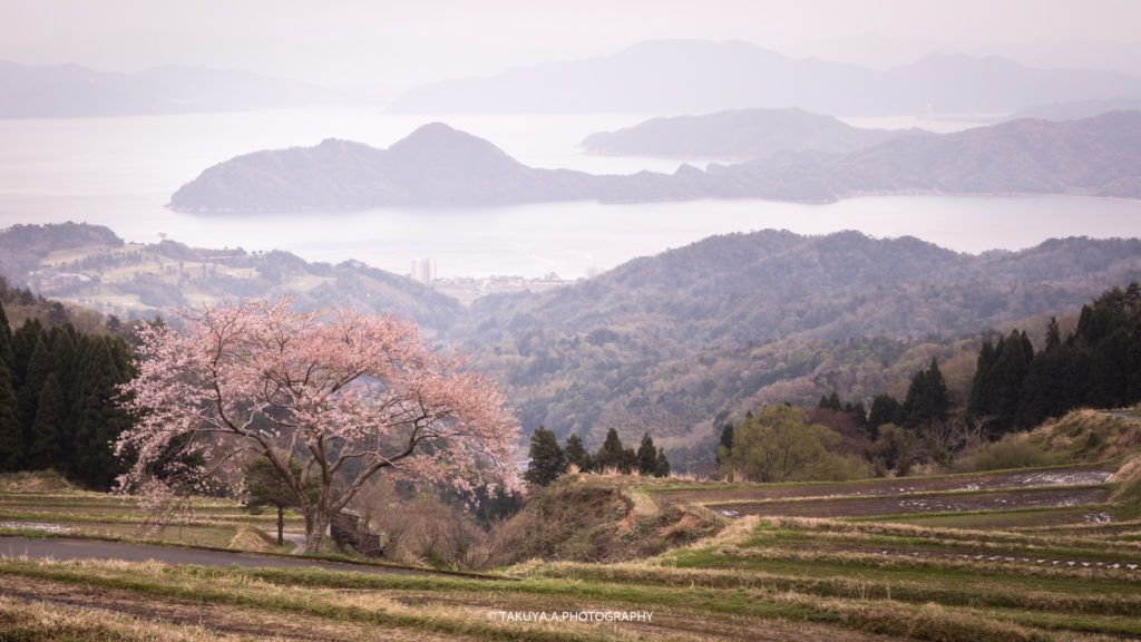 京都府の絶景 松尾の一本桜