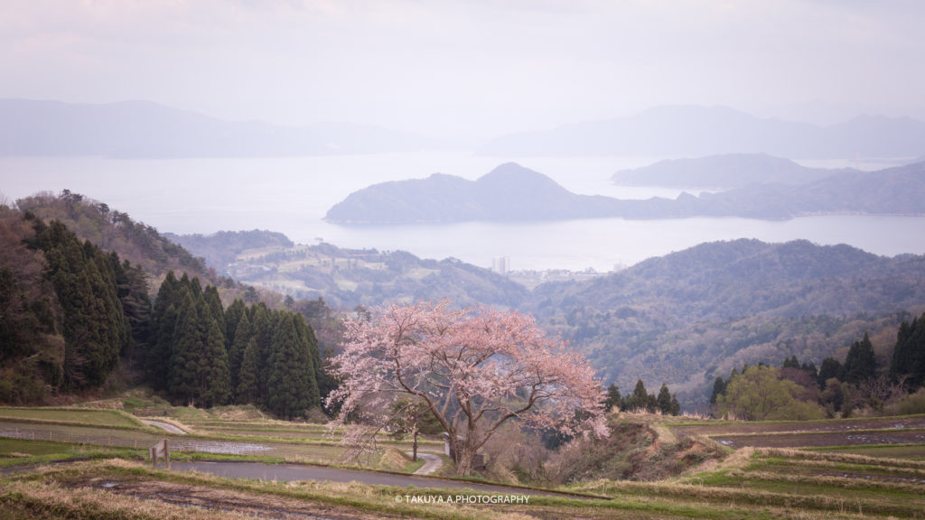 京都府の絶景 松尾の一本桜