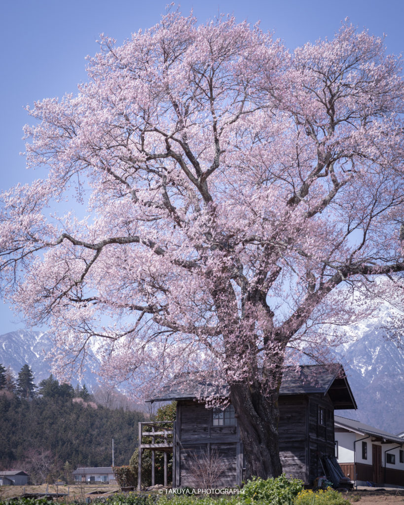山梨県の絶景 山高の一本桜