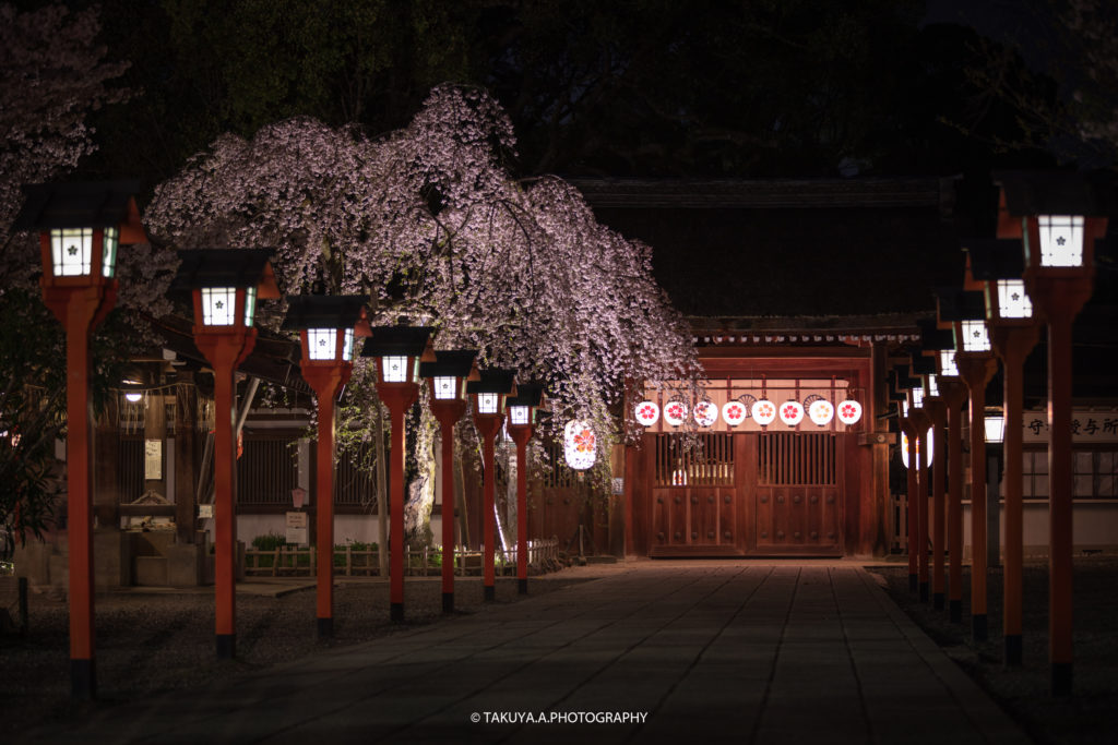 京都府の絶景 平野神社の魁桜