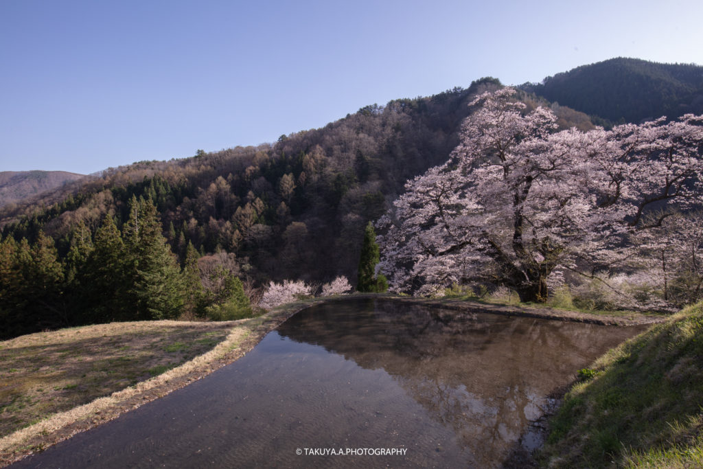 長野県の絶景 駒つなぎの桜