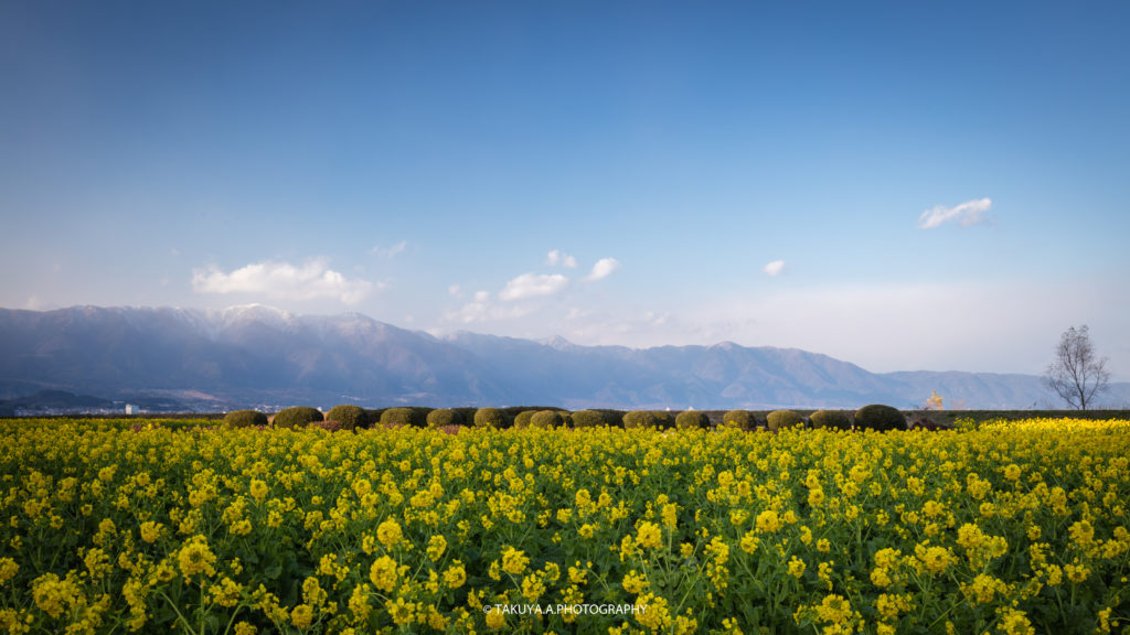 滋賀県の絶景 守山第一なぎさ公園の菜の花 撮影スポット1