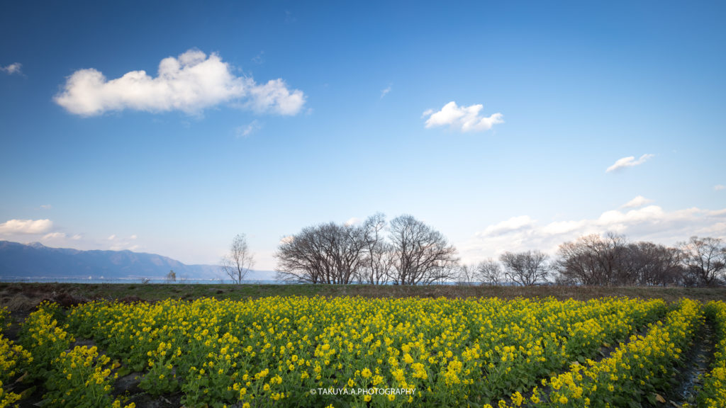 滋賀県の絶景 守山第一なぎさ公園の菜の花 撮影スポット2