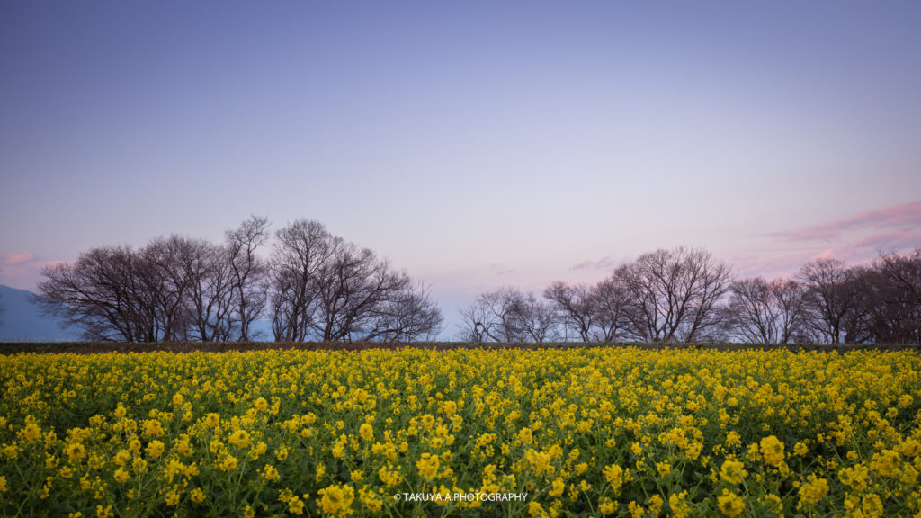 滋賀県の絶景 守山第一なぎさ公園の菜の花 撮影スポット3