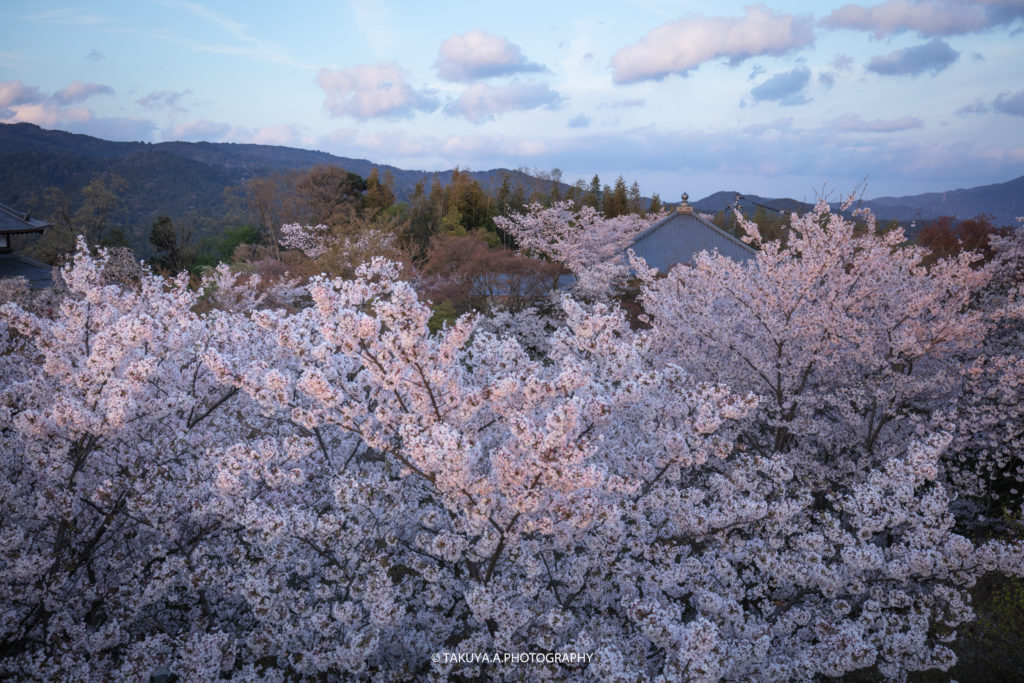 京都府の絶景 将軍塚青龍殿の桜ライトアップ