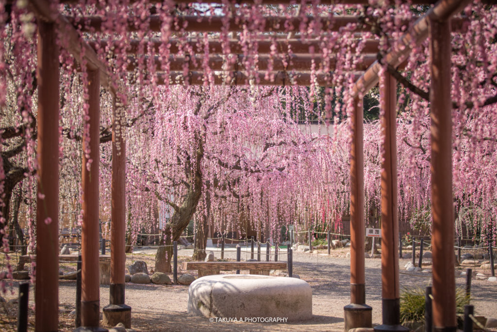 三重県の絶景 結城神社の梅