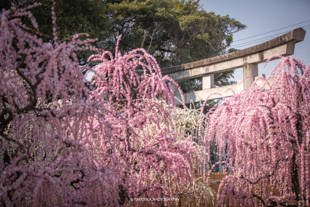 三重県の絶景 結城神社の梅