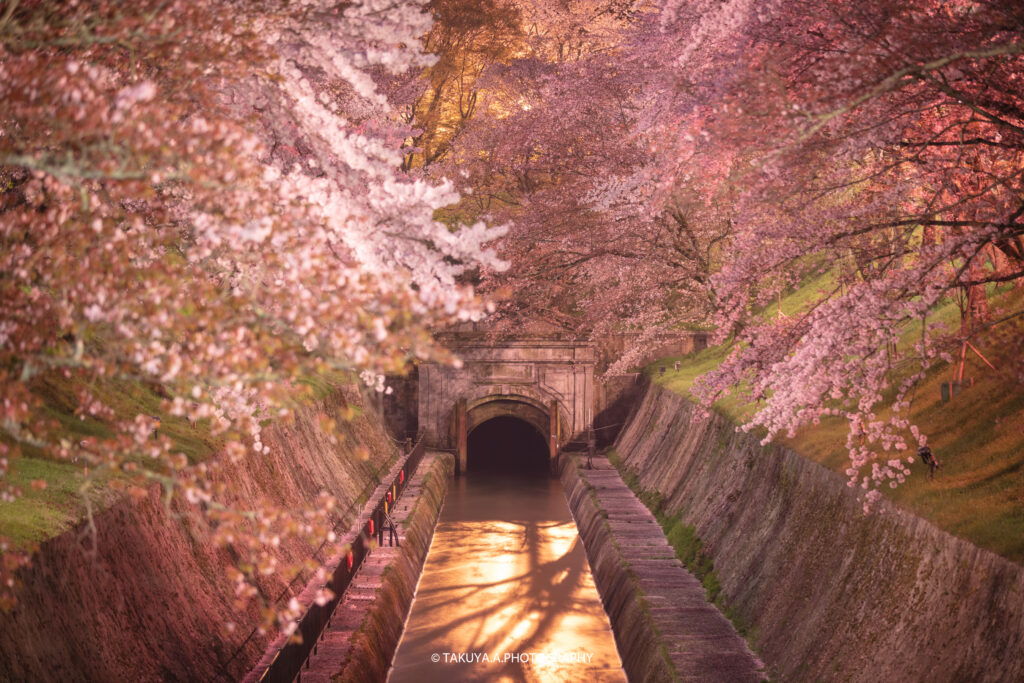 滋賀県の絶景 琵琶湖疎水 桜夜景
