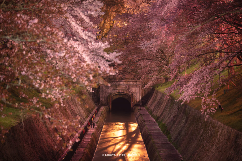 滋賀県の絶景 琵琶湖疎水 桜夜景