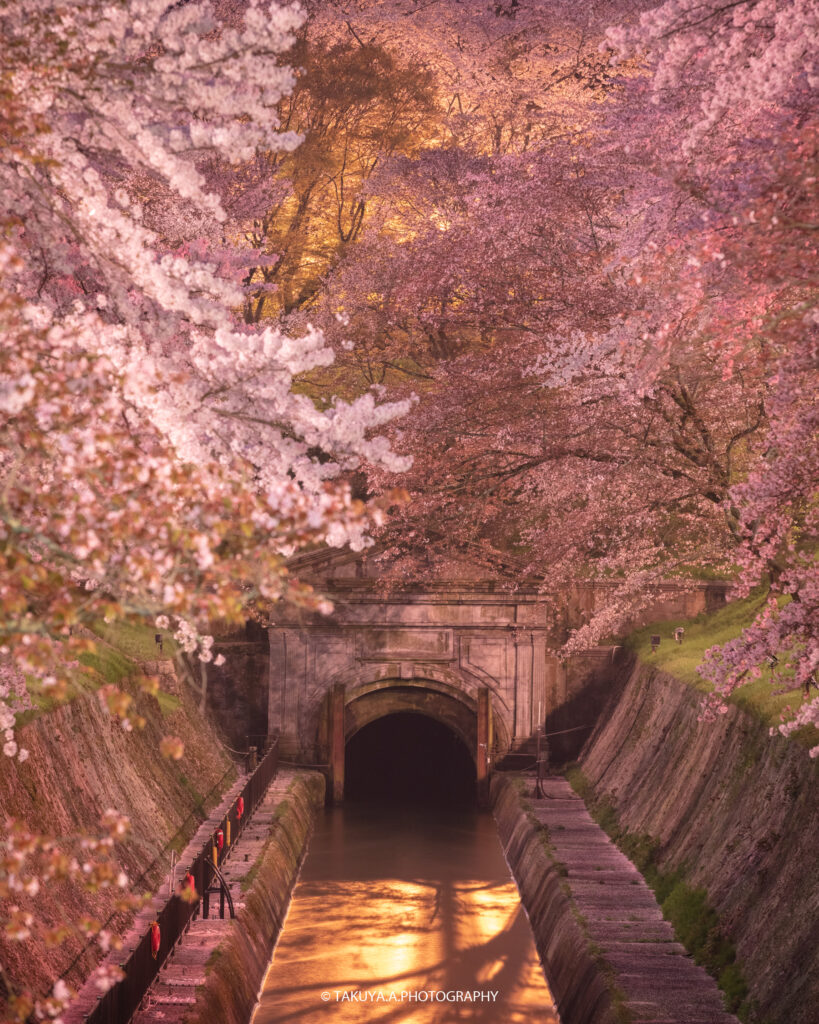 滋賀県の絶景 琵琶湖疎水 桜夜景
